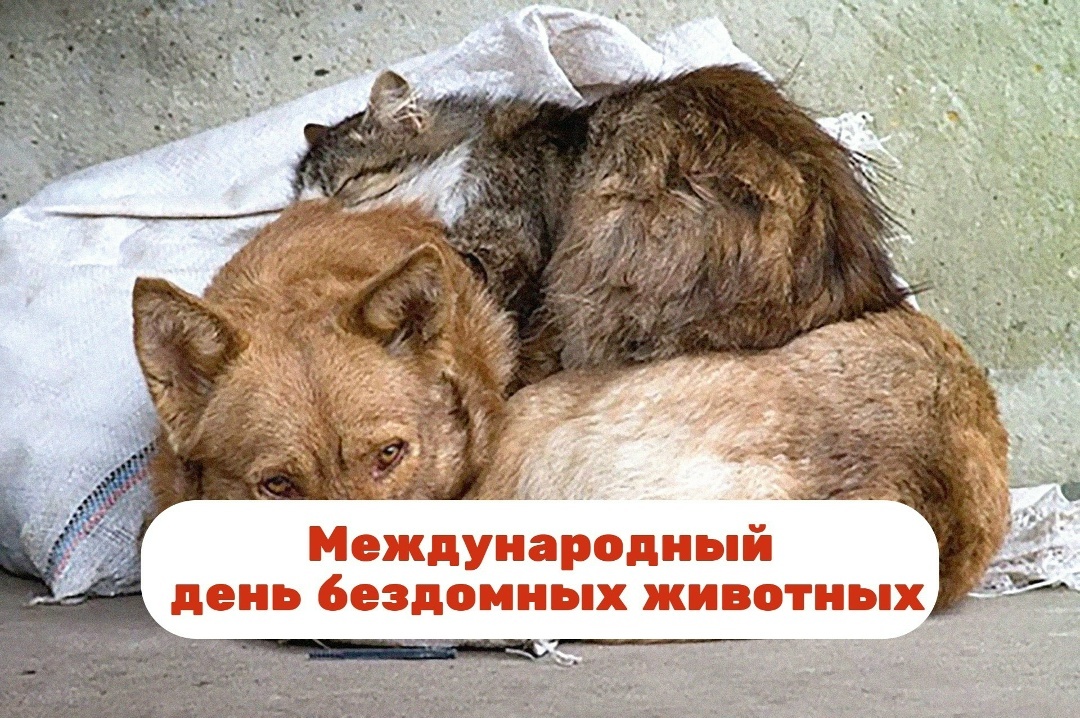 Международный день защиты бездомных животны.