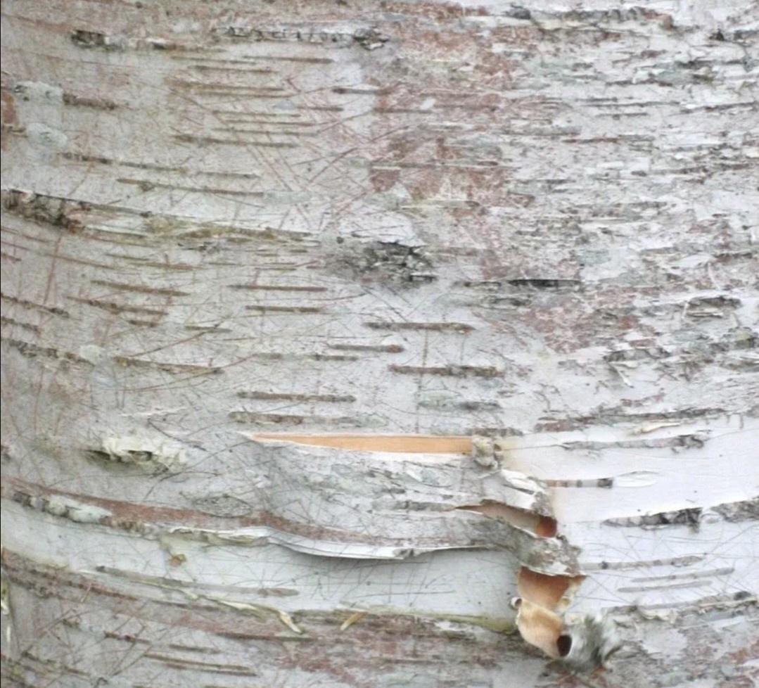 Урок биологии &amp;quot;Строение стебля&amp;quot;.